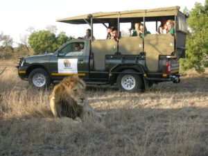 Kruger National Park Safari - Lion