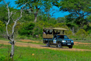 Kruger National Park Safari - Game Drive